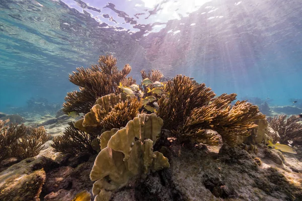 カリブ海のサンゴ礁 キュラソー島の様々な魚 サンゴ スポンジで海 — ストック写真