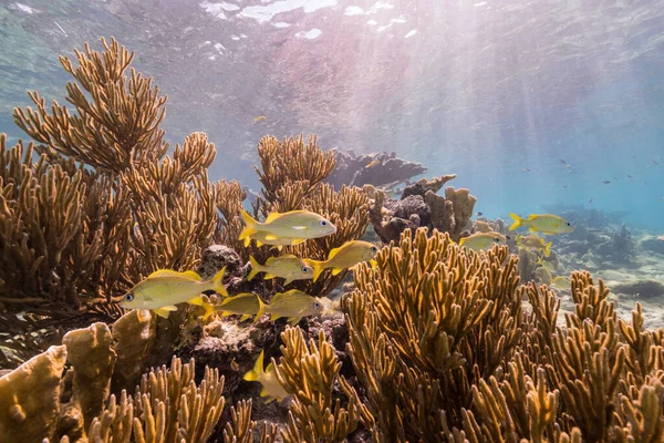 Karayip Denizi 'nin mercan resifinde çeşitli balık, mercan ve süngerle kaplı deniz burnu, Curacao