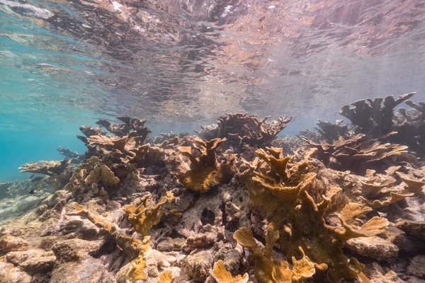 Seascape Elkhorn Coral Sponge Coral Reef Caribbean Sea Curacao — Stock Fotó