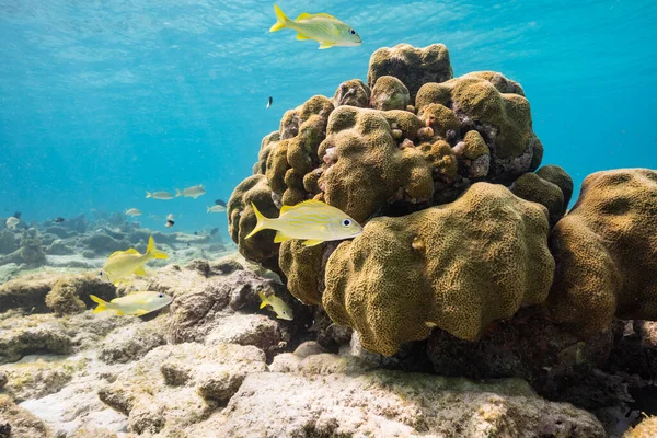 Karayip Denizi 'nin mercan resifinde çeşitli balık, mercan ve süngerle kaplı deniz burnu, Curacao