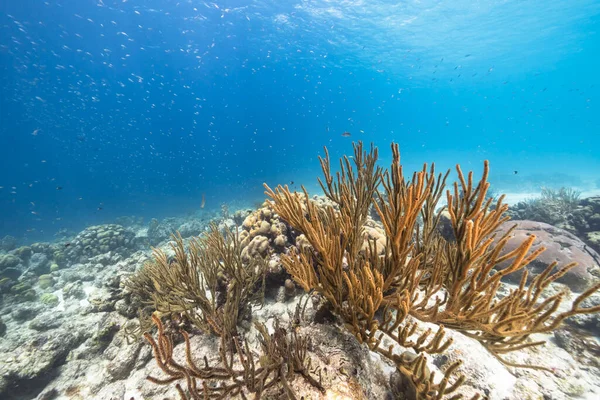 Tengeri Kapocs Különböző Halak Korall Szivacs Korallzátony Karib Tenger Curacao — Stock Fotó