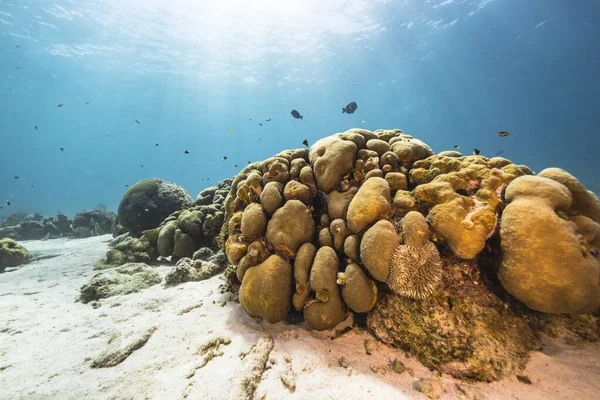 Seascape Lobed Star Coral Sponge Coral Reef Caribbean Sea Curacao — Stockfoto