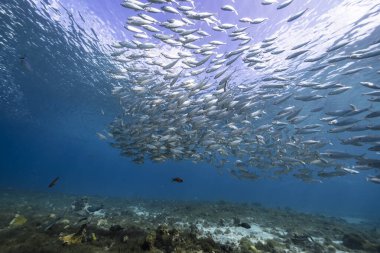Yem Toplu Deniz Burnu, Balık Okulu, Karayip Denizi 'ndeki mercan resifinde uskumru balığı, Curacao