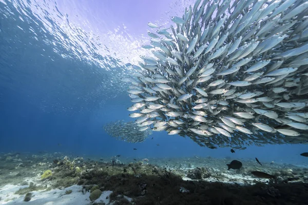 Seascape Com Bait Ball Escola Peixes Peixe Cavala Recife Coral — Fotografia de Stock