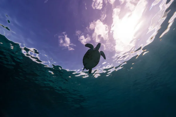 Seascape Green Sea Turtle Ocean Surface Coral Reef Caribbean Sea — Stock Photo, Image