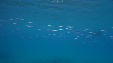 4K 120 fps Super Slow Motion: Seascape with School of Fish, Ballyhoo, Halfbeak, coral, and sponge in the coral reef of the Caribbean Sea, Curacao