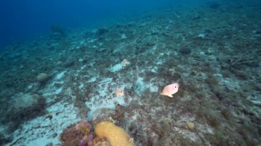 4K 120 fps Süper Yavaş Hareket: Karayip Denizi 'nin mercan kayalıklarında Foureye Kelebeği ile yumurtlayan Beyin Mercanı, Curacao