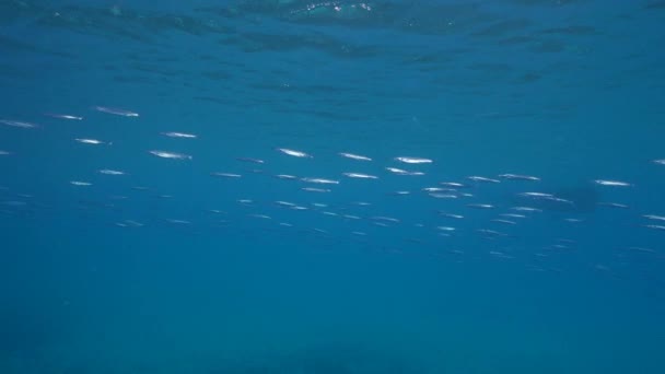 120Fps超スローモーション カリブ海のサンゴ礁 キュラソー島の魚学校 バリホー ハーフくちばし サンゴ スポンジで海の景色 — ストック動画