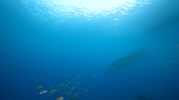 4K120 Fps超级慢动作 海景与一群鱼 黄色杰克 珊瑚和海绵在加勒比海的珊瑚礁 库拉索岛 — 图库视频影像
