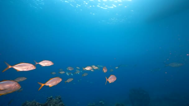 120 Fps Super Slow Motion Seascape School Fish Yellow Jack — Stock video