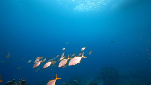 120 Fps Super Slow Motion Seascape School Fish Yellow Jack — 비디오