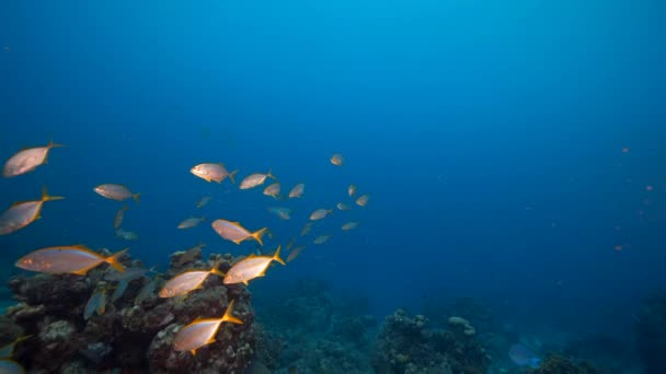 4K120 Fps超级慢动作 海景与一群鱼 黄色杰克 珊瑚和海绵在加勒比海的珊瑚礁 库拉索岛 — 图库视频影像