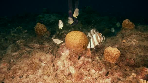 120 Fps Super Slow Motion Grooved Brain Coral Spawning Foureye — Vídeo de stock