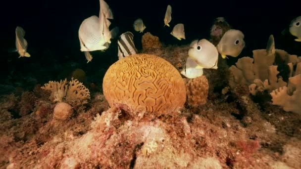 120 Fps Super Slow Motion Grooved Brain Coral Spawning Foureye — Video Stock