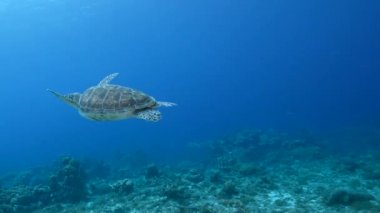 Karayip Denizi 'nin mercan kayalıklarında Yeşil Deniz Kaplumbağalı Deniz Burnu, Curacao