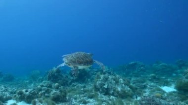 Karayip Denizi 'nin mercan kayalıklarında Yeşil Deniz Kaplumbağalı Deniz Burnu, Curacao