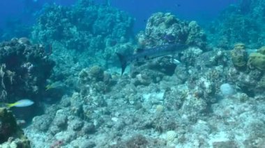 Karayip Denizi 'nin mercan kayalıklarında Büyük Barakuda ile deniz manzarası, Curacao