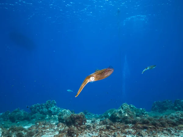カリブ海のサンゴ礁でのリーフイカの海 キュラソー島 — ストック写真