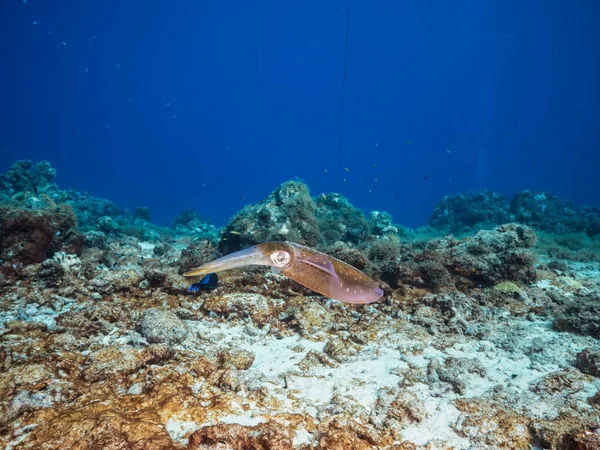 Seascape Reef Squid Coral Reef Caribbean Sea Curacao — Stockfoto