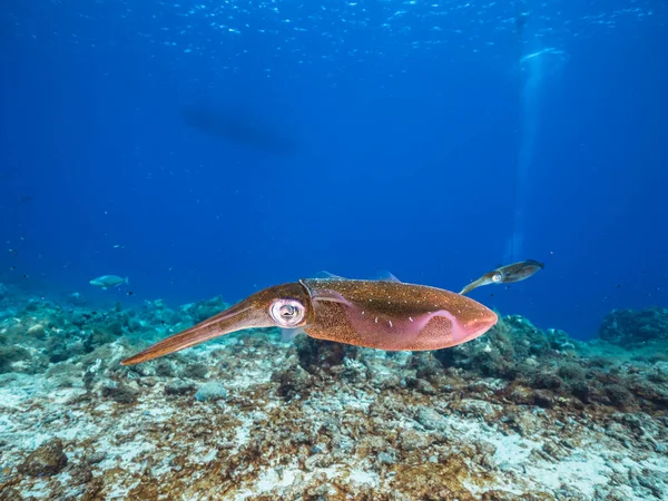 Paisaje Marino Con Calamar Arrecife Arrecife Coral Del Mar Caribe — Foto de Stock