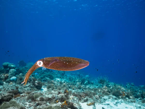 Seascape Reef Squid Coral Reef Caribbean Sea Curacao — Foto de Stock