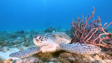 Karayip Denizi 'nin mercan kayalıklarında Yeşil Deniz Kaplumbağalı Deniz Burnu, Curacao
