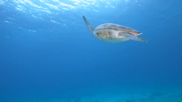 Zeegezicht Met Groene Zeeschildpad Het Koraalrif Van Caribische Zee Curacao — Stockvideo