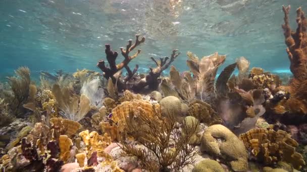 120 Fps Super Slow Motion Przylądek Morski Różnymi Rybami Koralowcami — Wideo stockowe