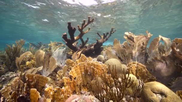 120 Fps Super Slow Motion Seascape Various Fish Coral Sponge — Stock video