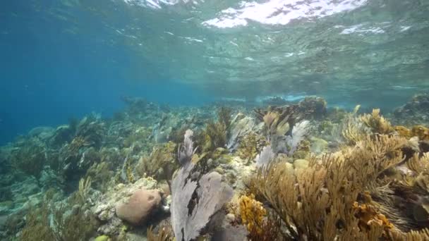 120 Fps Super Slow Motion Seascape Various Fish Coral Sponge — Αρχείο Βίντεο