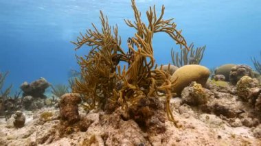 Karayip Denizi 'nin mercan resifinde çeşitli balık, mercan ve süngerle kaplı deniz burnu, Curacao