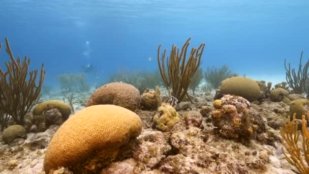 カリブ海のサンゴ礁 キュラソー島の様々な魚 サンゴ スポンジで海 — ストック動画