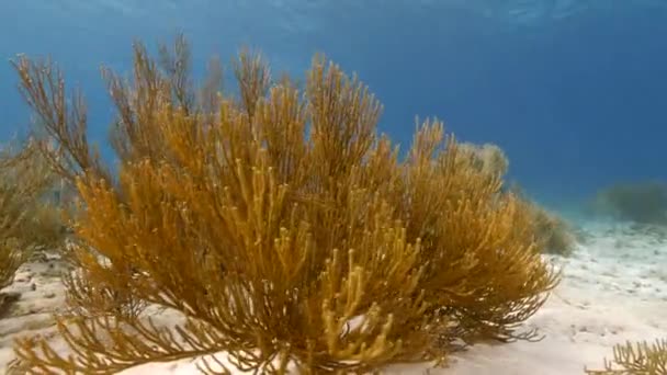 Capa Marinha Com Vários Peixes Corais Esponjas Recife Coral Mar — Vídeo de Stock