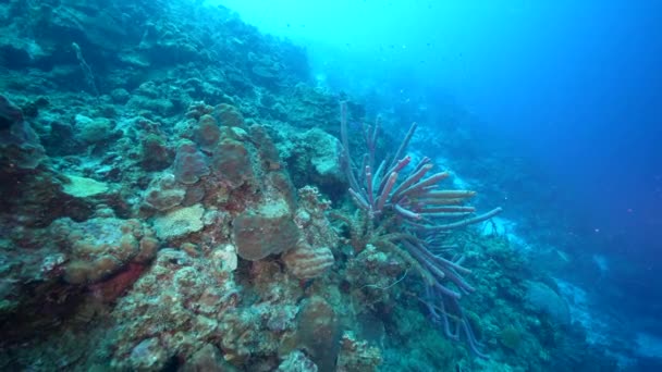 Meereslandschaft Mit Verschiedenen Fischen Korallen Und Schwämmen Korallenriff Der Karibik — Stockvideo