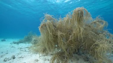 Karayip Denizi 'nin mercan resifinde çeşitli balık, mercan ve süngerle kaplı deniz burnu, Curacao