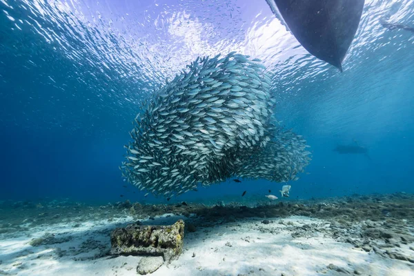 Zeegezicht Met Bait Ball School Fish Makreel Vis Het Koraalrif — Stockfoto