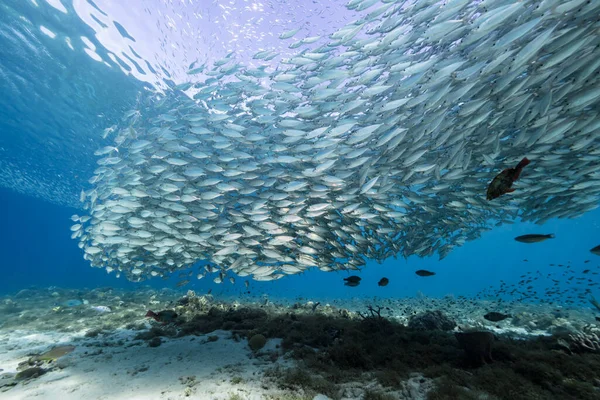 Yem Toplu Deniz Burnu Balık Okulu Karayip Denizi Ndeki Mercan — Stok fotoğraf