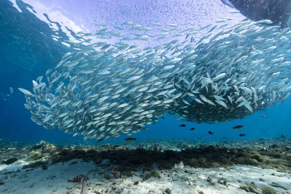 Seascape with Bait Ball, School of Fish, Mackerel fish in the coral reef of the Caribbean Sea, Curacao