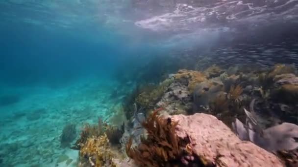 Fpvスタイル カリブ海のサンゴ礁 キュラソー島で様々な魚 サンゴ スポンジで海 — ストック動画