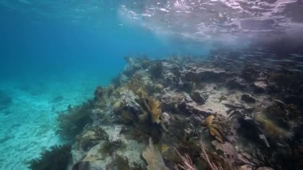 Stile Fpv Mare Con Vari Pesci Coralli Spugne Nella Barriera — Video Stock
