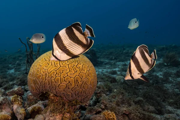 Seascape Com Butterflyfish Banded Enquanto Desova Grooved Brain Coral Recifes — Fotografia de Stock