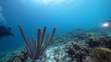 Profesyonel dalgıç, sualtı görüntü yönetmeni Curacao çevresindeki Karayip Denizi 'nin mercan resifinde kendi portresini çekiyor.
