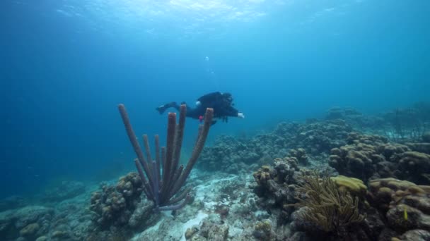 专业潜水员 海底摄影师在库拉索岛周围加勒比海珊瑚礁拍摄自画像 — 图库视频影像