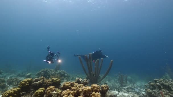 Plongeur Professionnel Cinéaste Sous Marin Filmant Autoportrait Dans Récif Corallien — Video