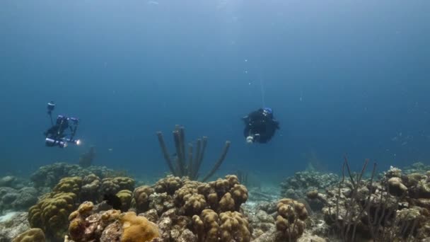 Mergulhador Profissional Diretor Fotografia Submarino Filmando Auto Retrato Recife Coral — Vídeo de Stock