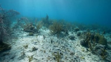 4K 120 fps Super Slow Motion in FPV style: Karayip Denizi 'nin mercan resiflerinde çeşitli balık, mercan ve süngerli deniz manzarası, Curacao