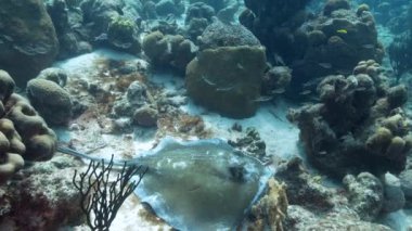 4K 120 fps Super Slow Motion: Seascape with Southern Stingray, coral, and sponge in the coral reef of the Caribbean Sea, Curacao
