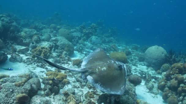 120 Fps Super Slow Motion Seascape Southern Stingray Coral Sponge — ストック動画