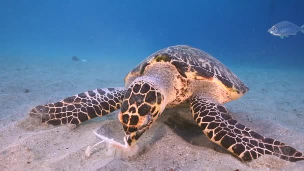 120 Fps Super Slow Motion Seascape Con Hawksbill Sea Turtle — Video Stock