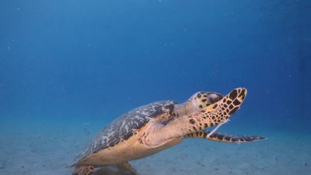 120 Fps Super Slow Motion Seascape Mit Hawksbill Sea Turtle — Stockvideo